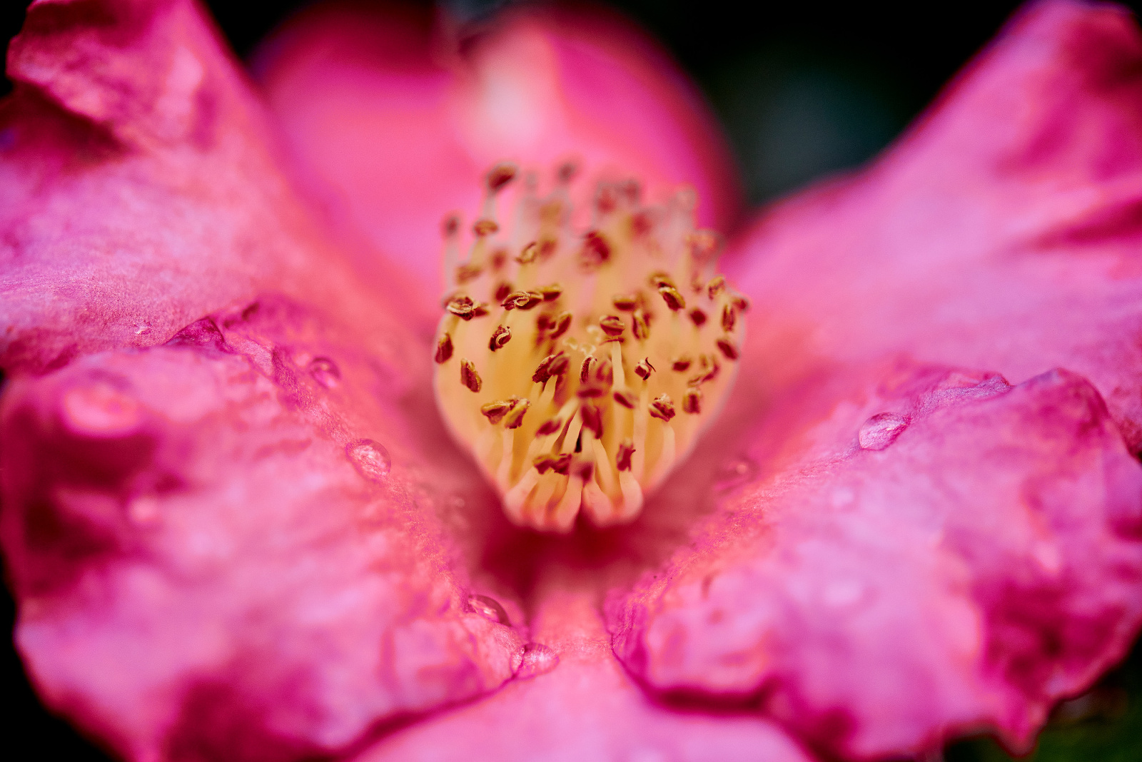 Camellia in rainfall